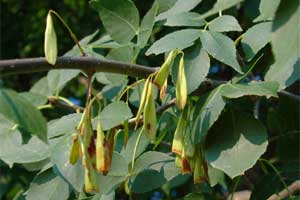 Picture of a Green Ash tree fruit.