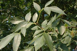 Picture of a Green Ash tree leaves.