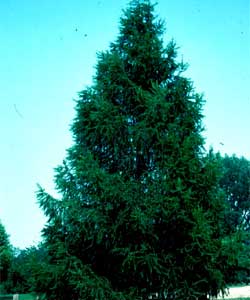 Picture of a Larch tree.