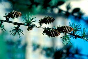 Picture of Larch tree fruit.