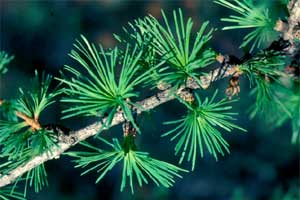Picture of Larch tree needles.