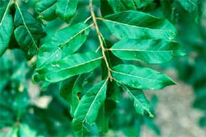 Picture of leaves one inch in width. Link to Shingle Oak tree.