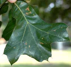 Picture of broadly obovate leaves. Link to Blackjack Oak.