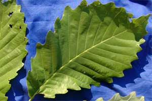 Picture of leaf edge with teeth (serrate) or wavy (dentate). Link to option to choose leaf shape.