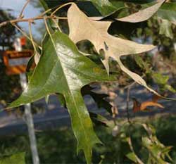 Picture of elliptical or oblong leaves. Link to option to choose leaf underside color and texture.