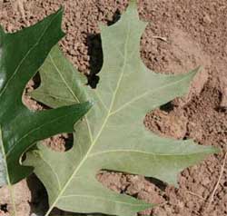 Picture of a leaf that is green with a smooth underside. Link to choose if leaves have lobes.