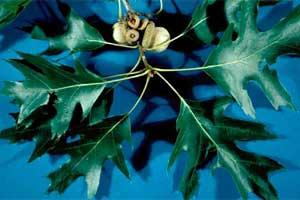 Picture of leaves with lobes or teeth. Link to option to choose leaf lobe type.