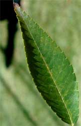 Picture of an ovate or elliptical leaf. Link to option to choose leaf margin type