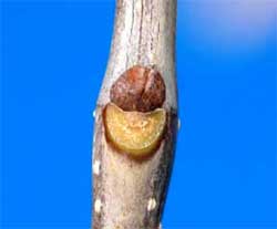 Picture showing leaf scar, half-moon shaped; yellow fall color. Link to Green Ash tree.