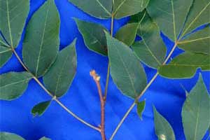 Picture of simple pinnately compounded alternate leaves. Link to option to choose fruit type.