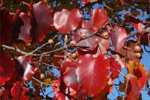 Picture of typical leaf shape. Link to option to choose tree variety.