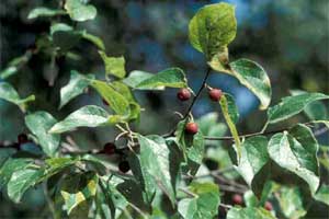 Picture of typical leaf shape. Link to option to choose tree variety.