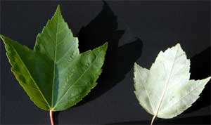 Picture of leaves that underside color is whitish or silvered. Link to Silver Maple Tree.