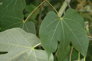 Picture of deciduous leaves. Link to option to choose fruit type.