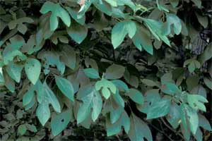 Picture of Sassafras tree leaves.