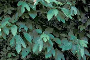 Picture of unusual leaf shape. Link to option to choose tree variety.