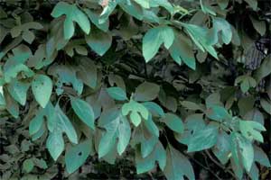 Picture of Sassafras tree leaves. Link to Sassafras tree.