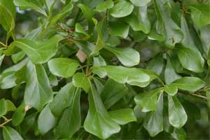 Picture of leaves that are 'willow-like' have no teeth. Link to option to choose leaf shape.