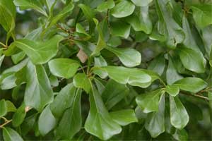 Picture of obovate leaves. Link to Water Oak tree.