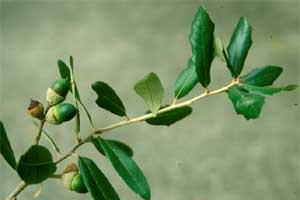Picture of Live Oak leaves and fruit. Link to Live Oak tree.
