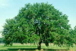 Picture of a Live Oak tree. Picture of a Live Oak tree.
