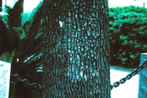 Picture of a Live Oak tree bark.