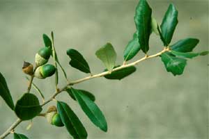 Picture of Live Oak tree fruit.
