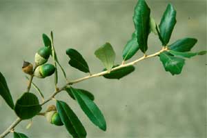 Picture of Live Oak tree fruit. Picture of Live Oak tree fruit.