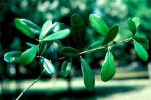 Picture of Live Oak tree leaves.