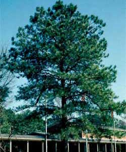 Picture of a Loblolly Pine tree. Link to Loblolly Pine tree.