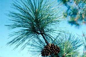 Picture of a Loblolly Pine tree needles and fruit.