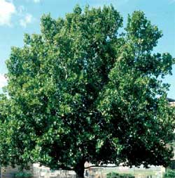 Picture of a London Planetree.
