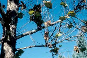 Picture of a London Planetree showing the signs of anthracnose.