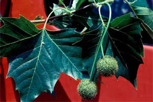 Picture of a London Planetree fruit.