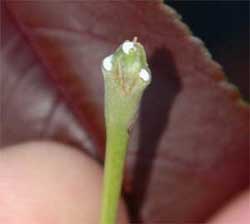 Picture showing milky sap. Link to Norway Maple tree.