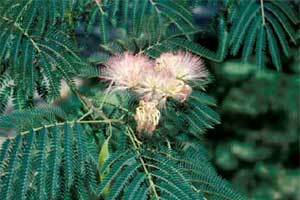 Picture of Mimosa tree leaves and flowers. Link to Mimosa tree.
