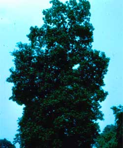 Picture of a Mockernut Hickory tree.