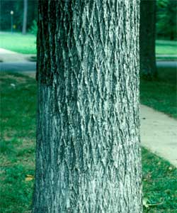 Picture of Mockernut Hickory tree bark.