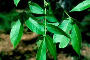 Picture of Mockernut Hickory tree leaves.