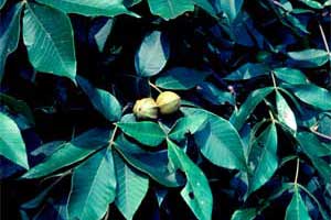 Picture of Mockernut Hickory tree leaves and fruit. Link to Mockernut Hickory tree.