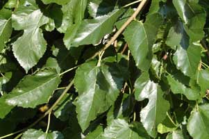 Picture of unusual leaf shape. Link to option to choose tree variety.