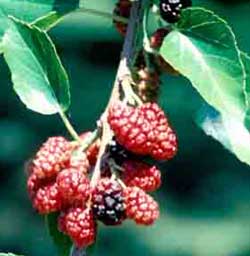 Picture of Weeping White Mulberry tree fruit and leaves.