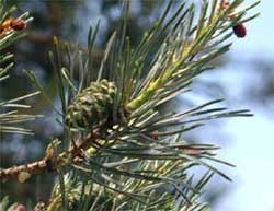 Picture tree needles 2 to 3 inches long. Link to Scotch Pine tree.