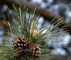 Picture of tree needles 4 to 6 inches long. Link to Austrian Pine tree.