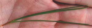 Picture of tree needles 2 or 3 per bundle. Link to option to choose tree variety.