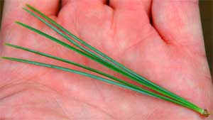 Picture of tree needles 5 per bundle. Link to Eastern White Pine tree.