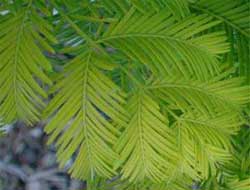 Picture of tree needles in a flat spray. Link to option to choose needle spray arrangement.