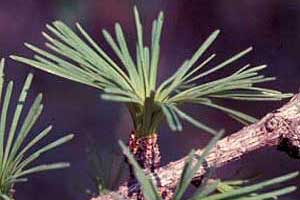 Picture of needles held in a bundle. Link to Larch tree.