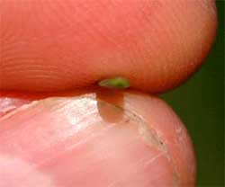 Picture of a needle that does not roll easily between fingers. Link to White Fir tree.