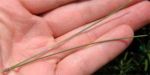 Picture of tree needles 2 per bundle. Link to option to choose needle length.